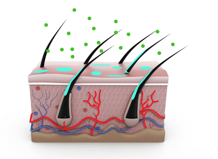 Hair anatomy with sweat and body oils and environmental exposures